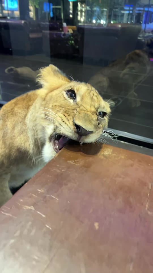 Post 6 by 𝗥 Maktuom🇦🇪 on TikTok (video)