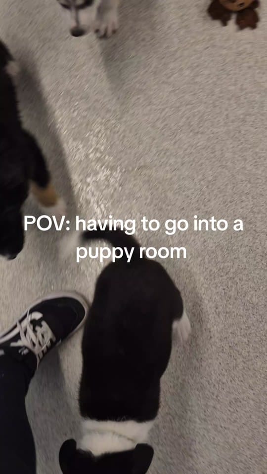 Post 5 by 𝙎𝙩𝙚𝙥𝙝𝙖𝙣𝙞𝙚 ʕ•́ᴥ•̀ʔっ✿ on TikTok (video)