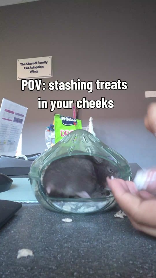 Post 3 by 𝙎𝙩𝙚𝙥𝙝𝙖𝙣𝙞𝙚 ʕ•́ᴥ•̀ʔっ✿ on TikTok (video)