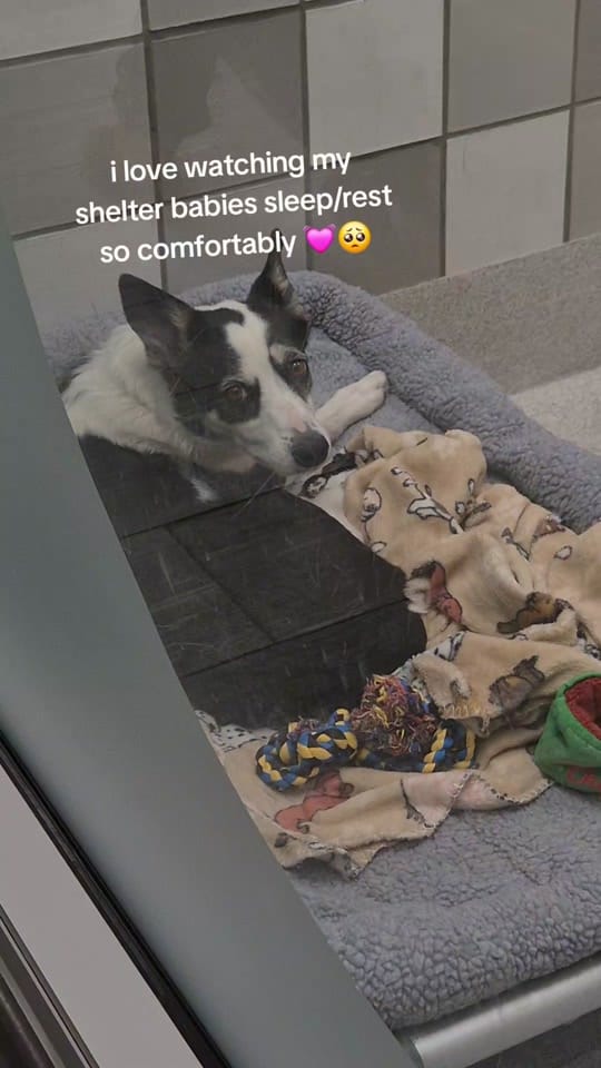 Post 6 by 𝙎𝙩𝙚𝙥𝙝𝙖𝙣𝙞𝙚 ʕ•́ᴥ•̀ʔっ✿ on TikTok (video)
