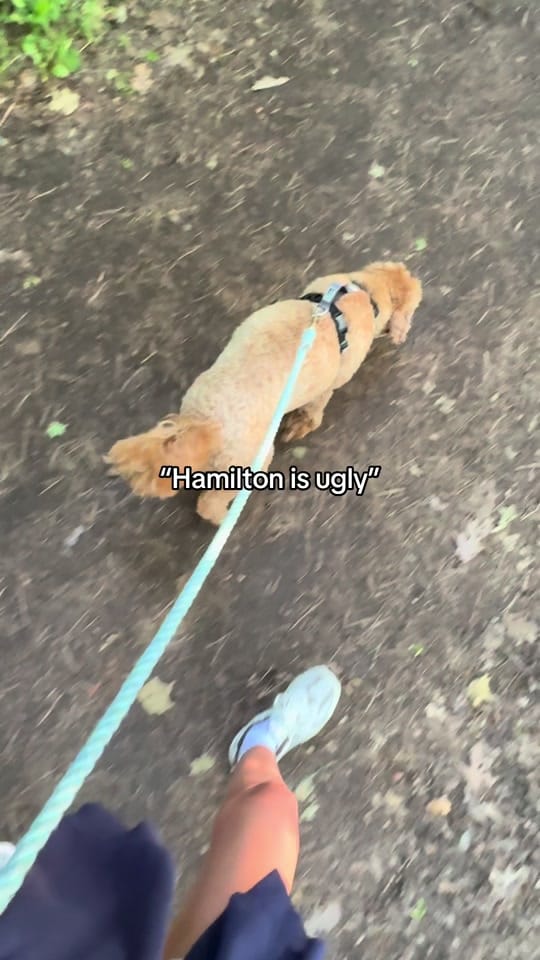 Post 2 by Danielle | Hamilton Realtor on TikTok (video)