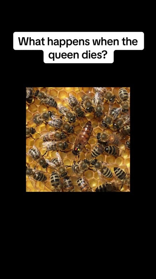 Post 8 by Bee Magic on TikTok (video)