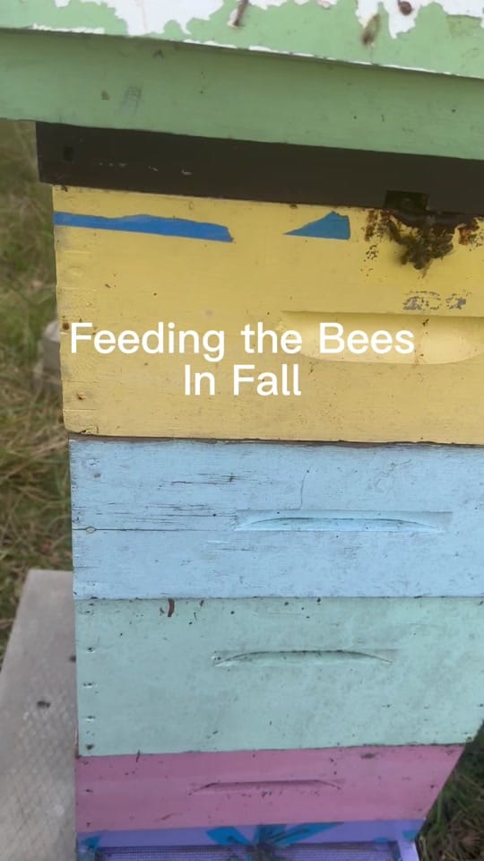 Post 4 by Bee Magic on TikTok (video)