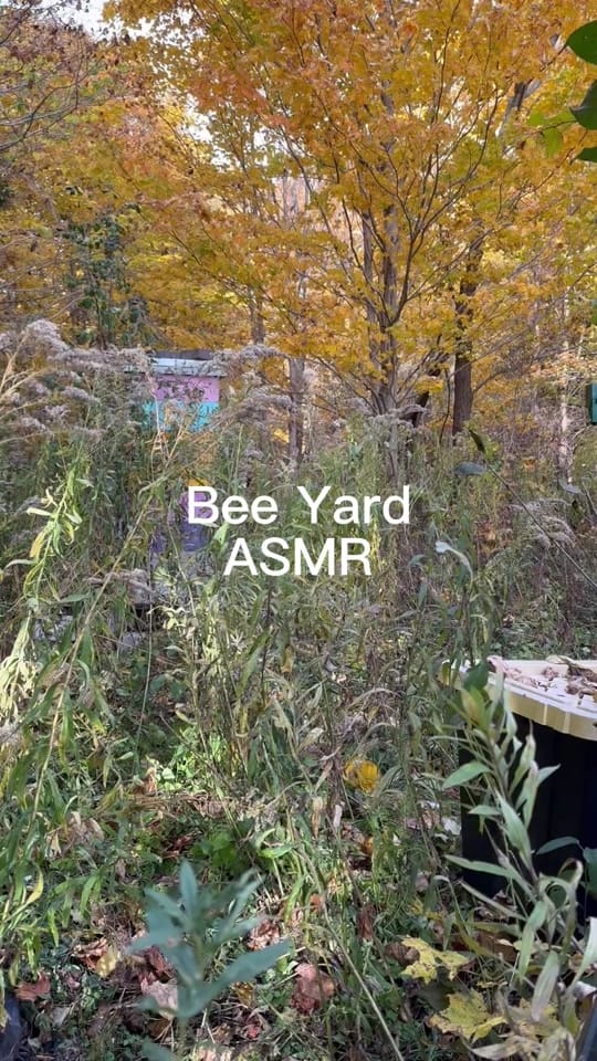 Post 5 by Bee Magic on TikTok (video)