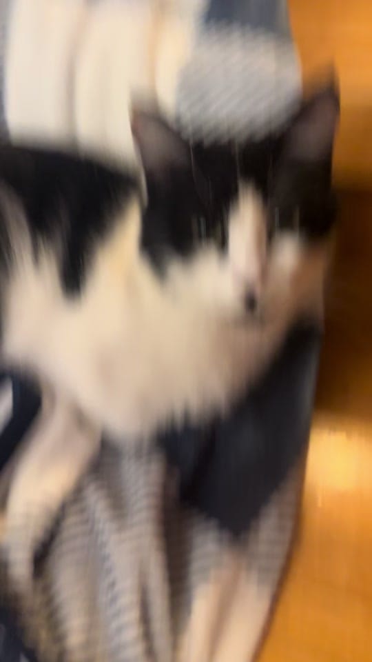 Post 4 by misslee.v on TikTok (video)