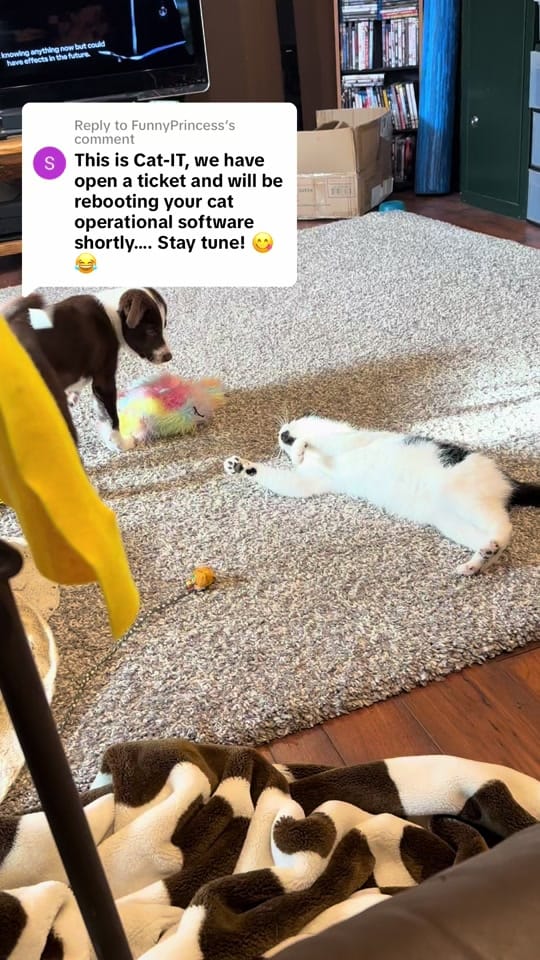 Post 6 by misslee.v on TikTok (video)