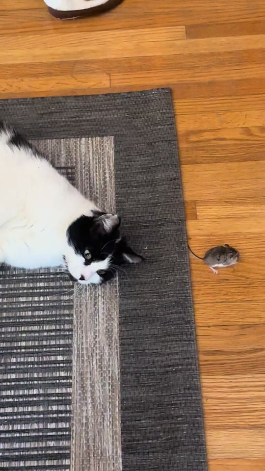 Post 8 by misslee.v on TikTok (video)