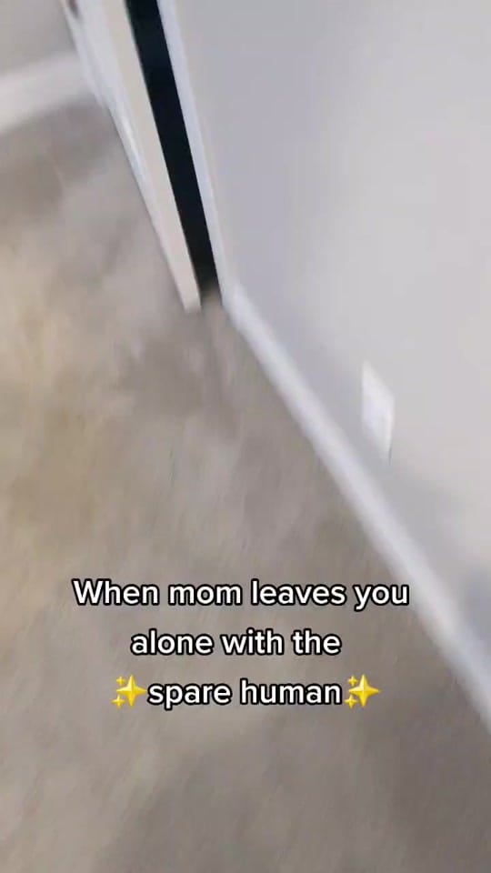 Post 9 by Kuma the Dramatic Shiba Inu on TikTok (video)