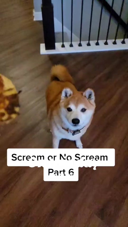 Post 3 by Kuma the Dramatic Shiba Inu on TikTok (video)