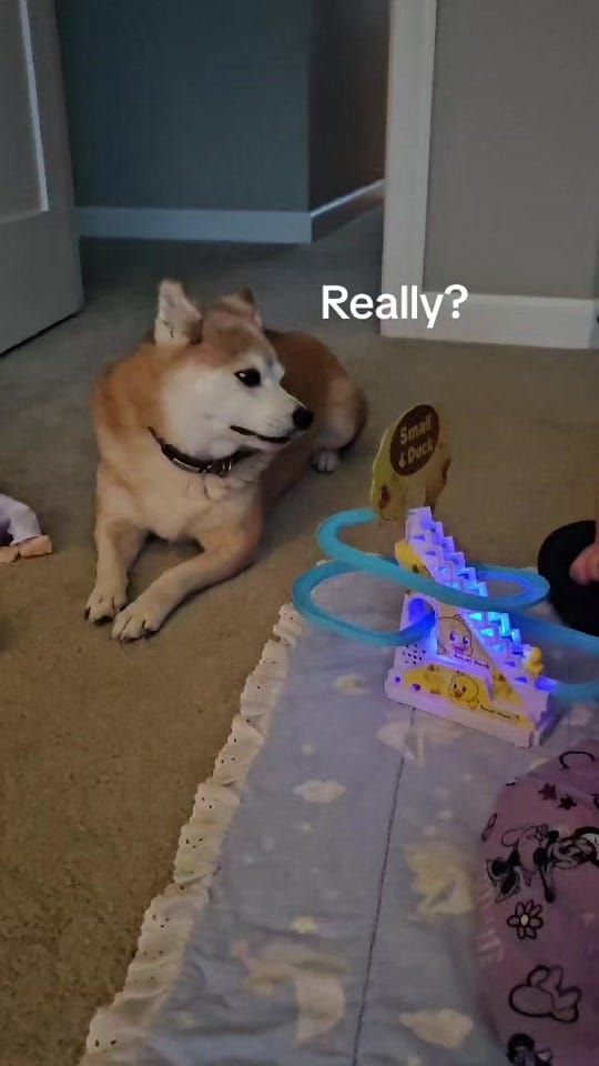 Post 1 by Kuma the Dramatic Shiba Inu on TikTok (video)