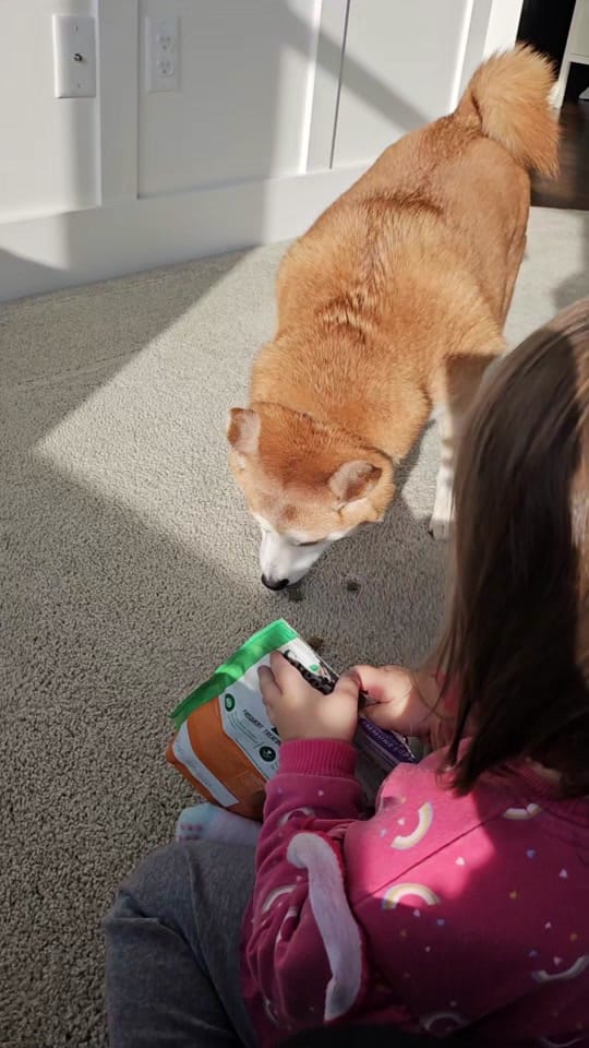Post 7 by Kuma the Dramatic Shiba Inu on TikTok (video)
