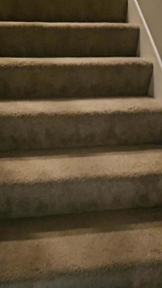 Post 6 by Kuma the Dramatic Shiba Inu on TikTok (video)