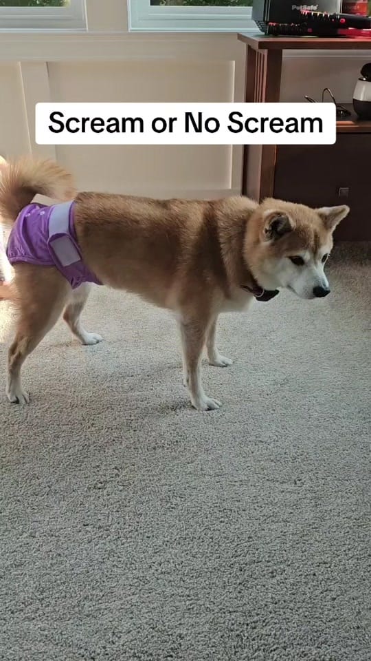 Post 8 by Kuma the Dramatic Shiba Inu on TikTok (video)