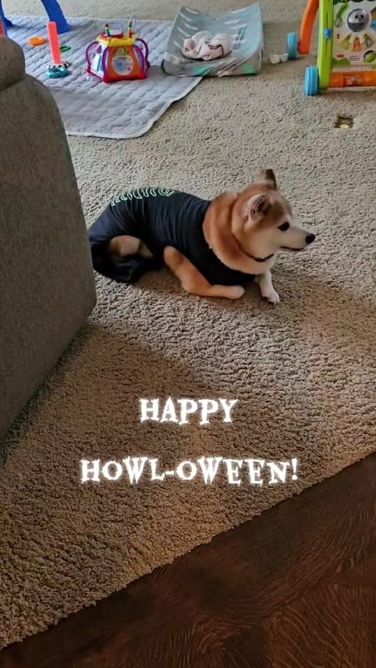 Post 2 by Kuma the Dramatic Shiba Inu on TikTok (video)