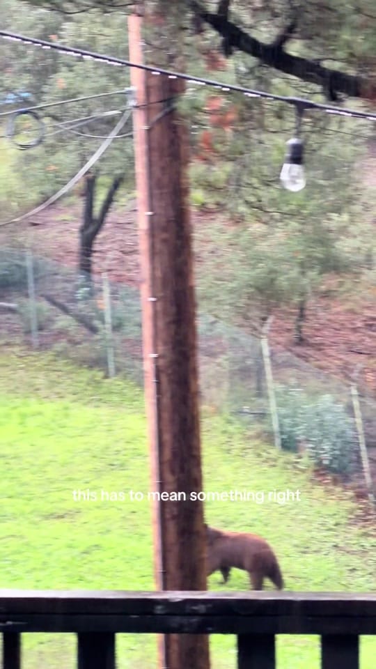 Post 5 by kenziekramer on TikTok (video)