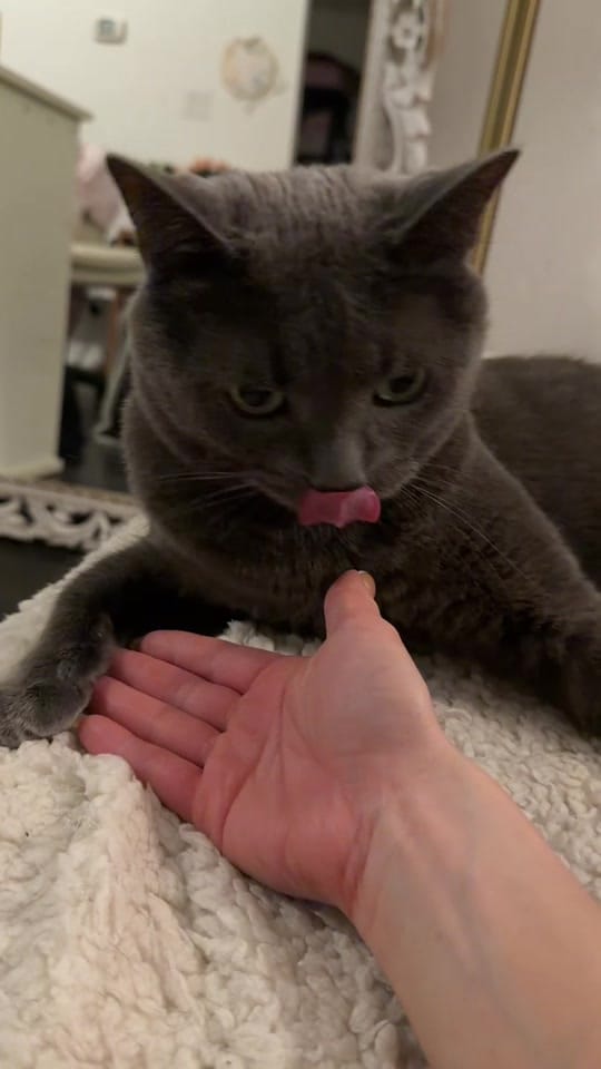 Post 7 by Erika on TikTok (video)
