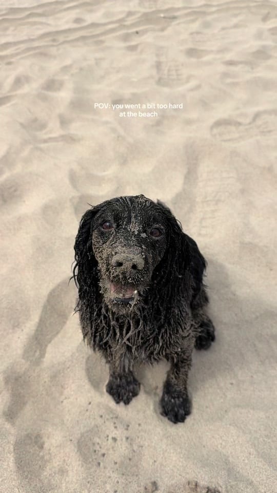 Post 6 by maggie.moo.cocker on TikTok (video)