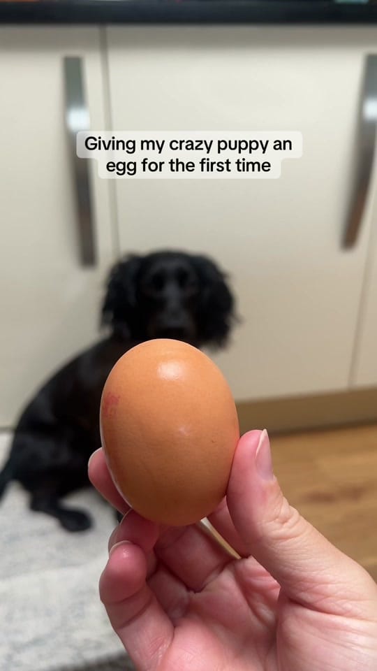 Post 10 by maggie.moo.cocker on TikTok (video)