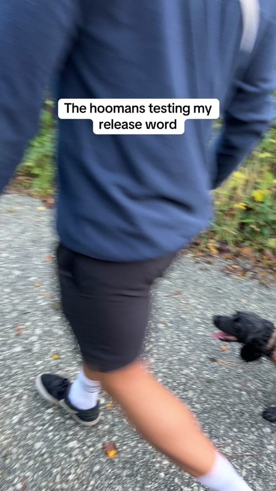 Post 9 by maggie.moo.cocker on TikTok (video)
