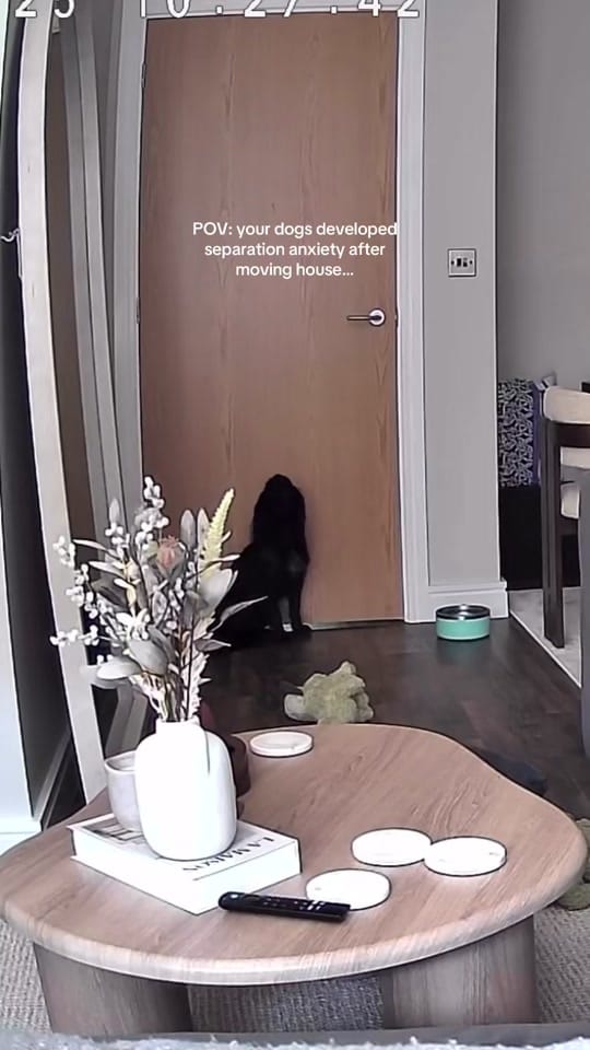 Post 1 by maggie.moo.cocker on TikTok (video)