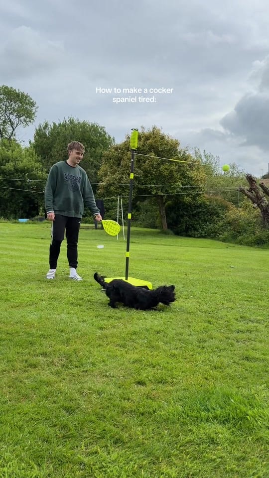 Post 5 by maggie.moo.cocker on TikTok (video)