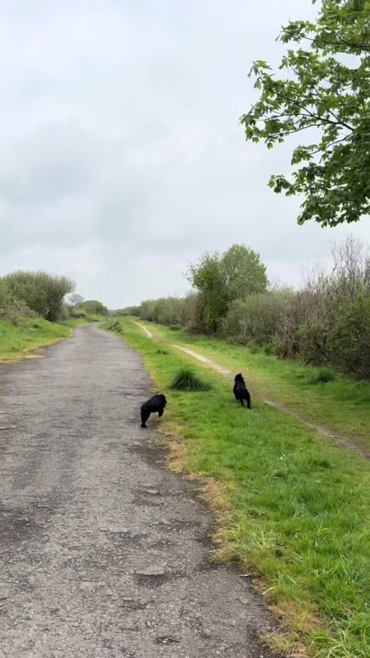 Post 7 by maggie.moo.cocker on TikTok (video)