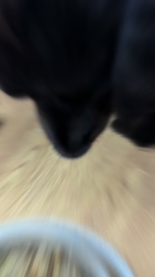 Post 8 by maggie.moo.cocker on TikTok (video)
