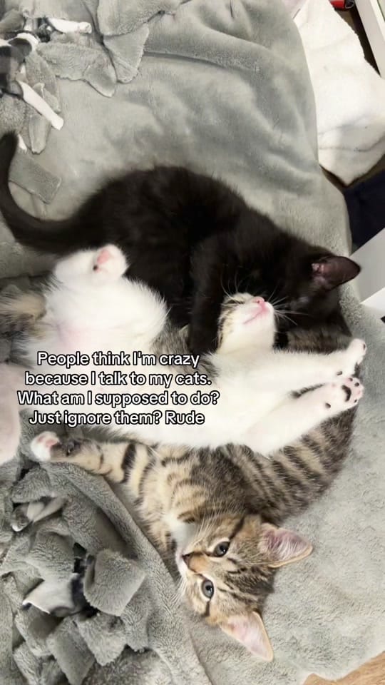 Post 1 by theKittens🐈🐈‍⬛ on TikTok (video)