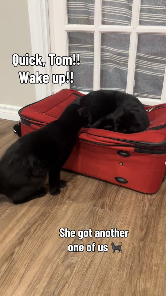 Post 3 by theKittens🐈🐈‍⬛ on TikTok (video)