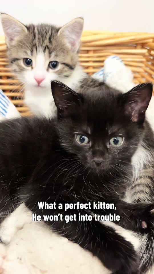 Post 6 by theKittens🐈🐈‍⬛ on TikTok (video)