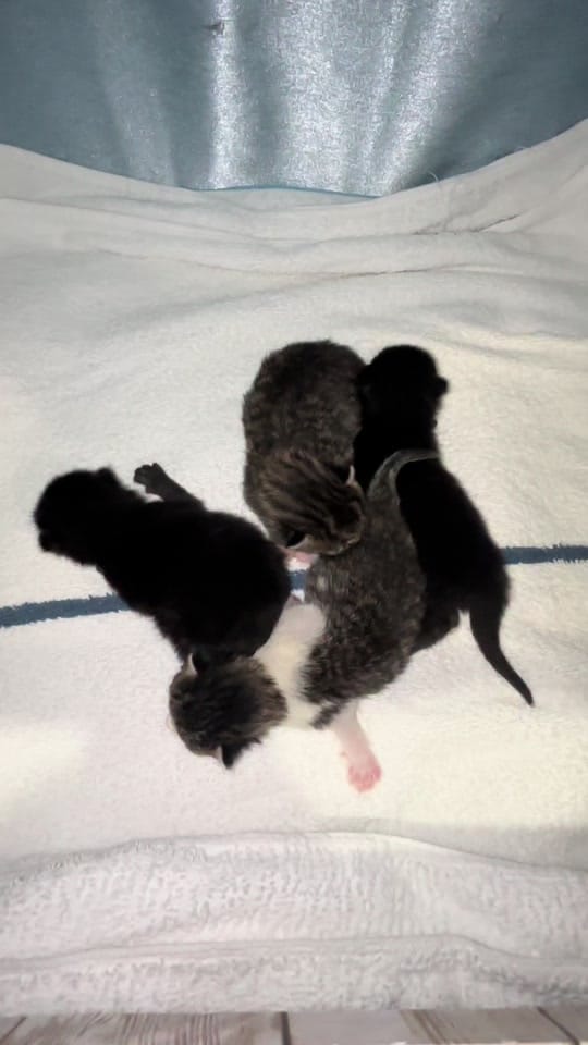Post 2 by theKittens🐈🐈‍⬛ on TikTok (video)