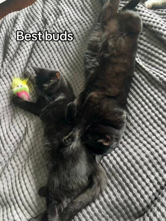 Post 7 by theKittens🐈🐈‍⬛ on TikTok (video)