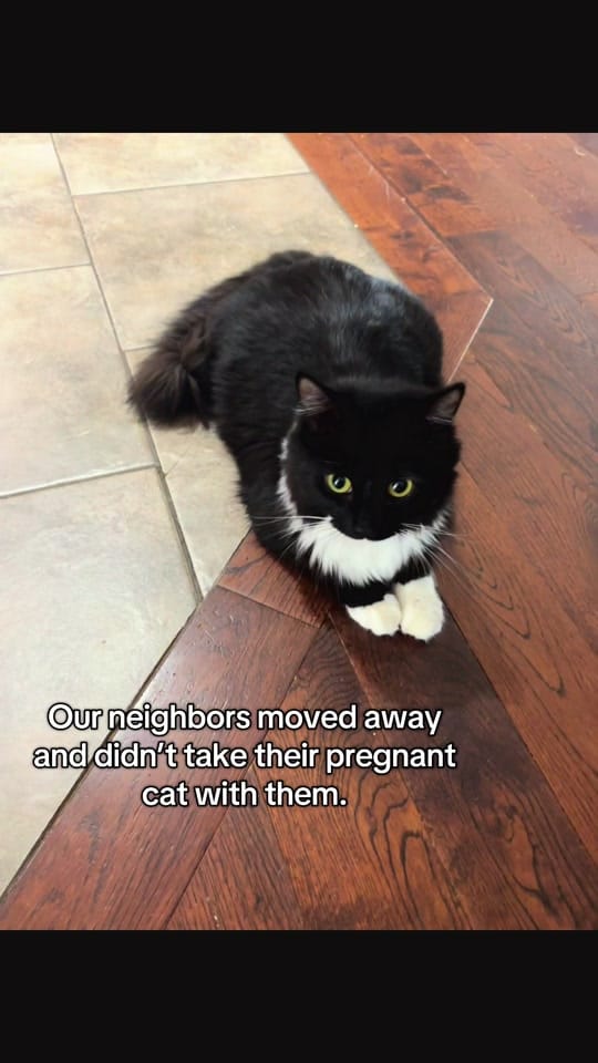 Post 10 by theKittens🐈🐈‍⬛ on TikTok (video)