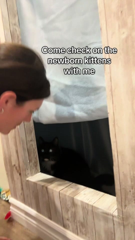 Post 9 by theKittens🐈🐈‍⬛ on TikTok (video)