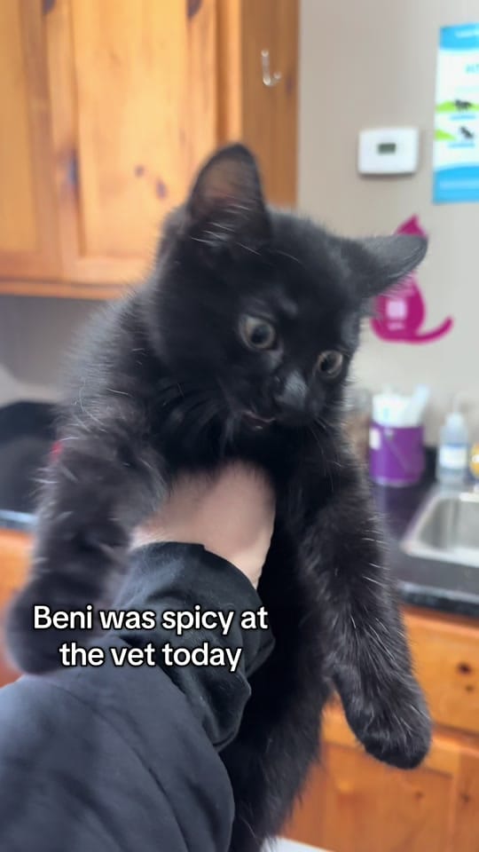 Post 8 by theKittens🐈🐈‍⬛ on TikTok (video)