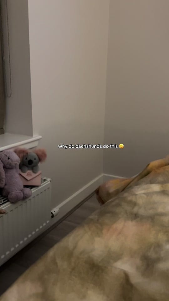 Post 2 by brody 🌭 on TikTok (video)