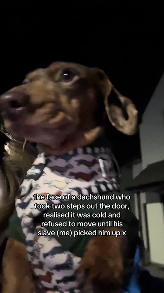 Post 9 by brody 🌭 on TikTok (video)