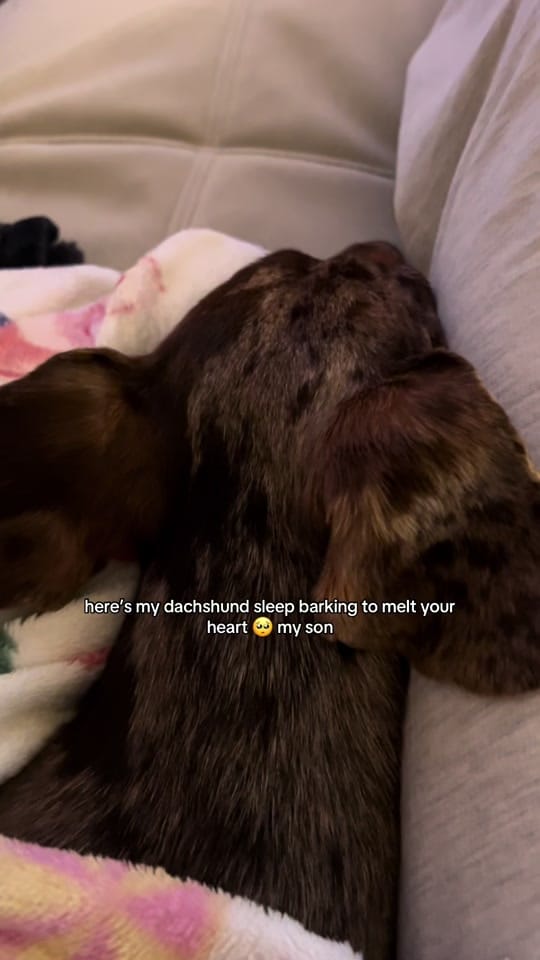 Post 1 by brody 🌭 on TikTok (video)
