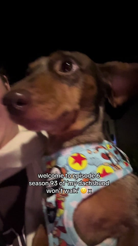 Post 5 by brody 🌭 on TikTok (video)