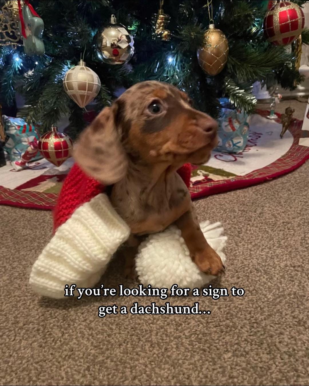Post 6 by brody 🌭 on TikTok (video)