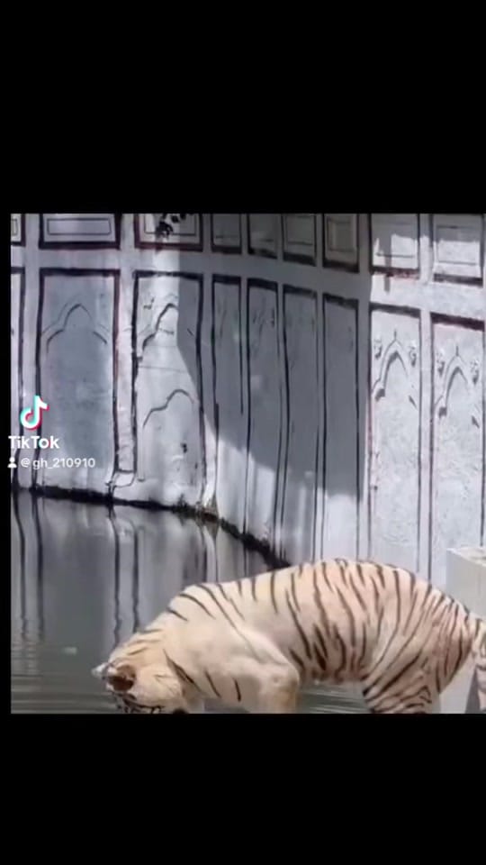 Post 1 by DARYL FELSBERG on TikTok (video)