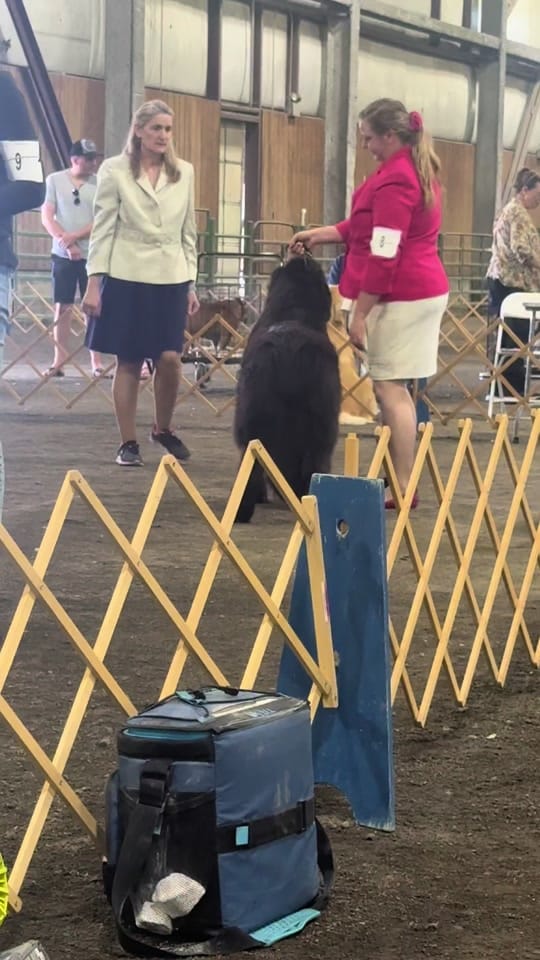 Post 3 by Notta Bear Newfoundlands on TikTok (video)