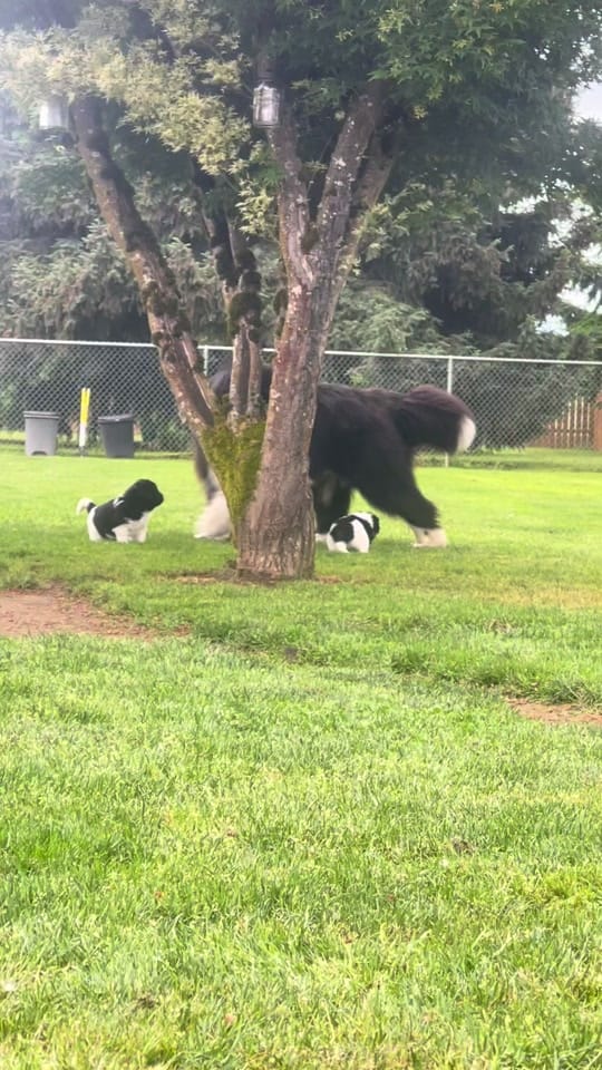 Post 10 by Notta Bear Newfoundlands on TikTok (video)