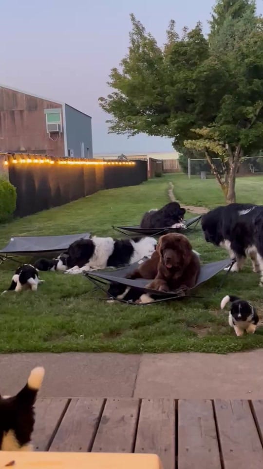 Post 9 by Notta Bear Newfoundlands on TikTok (video)