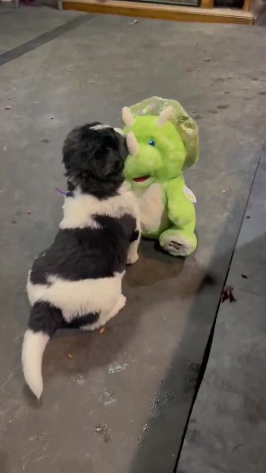 Post 8 by Notta Bear Newfoundlands on TikTok (video)