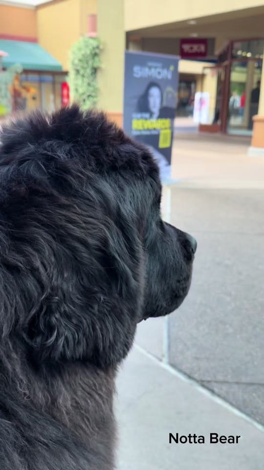 Post 1 by Notta Bear Newfoundlands on TikTok (video)