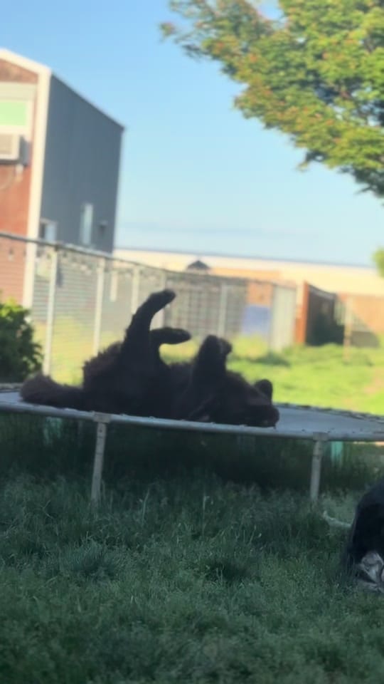 Post 2 by Notta Bear Newfoundlands on TikTok (video)