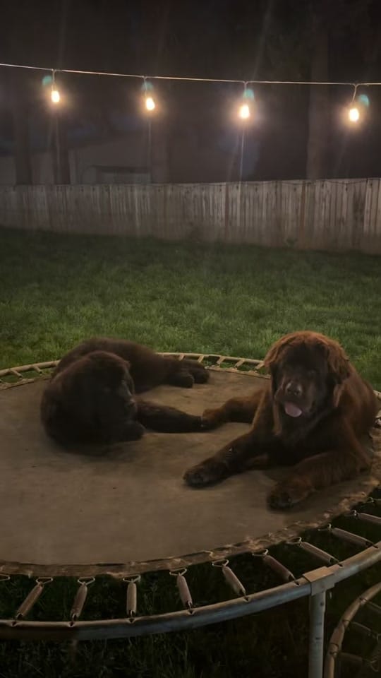 Post 5 by Notta Bear Newfoundlands on TikTok (video)