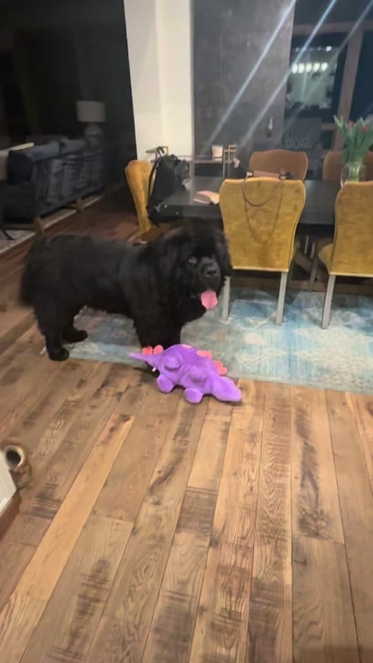Post 6 by Notta Bear Newfoundlands on TikTok (video)
