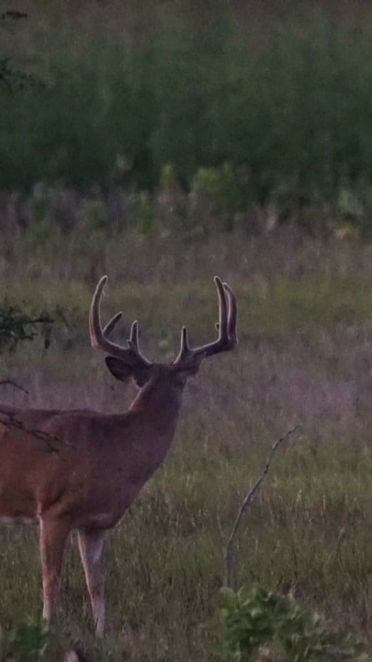 Post 8 by Devon Degenhardt 🏹🦌📸 on TikTok (video)